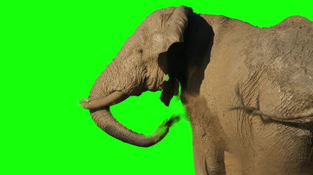 Elephant spraying mud over its body on green screen background