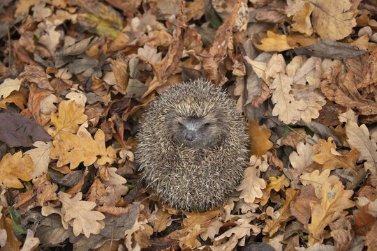 European hedgehog (Erinaceus europaeus) rolled up amongst fallen autumn leaves, Suffolk, England, United Kingdom