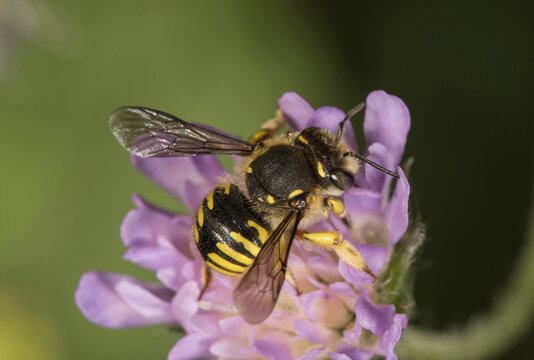 European wool carder bee (Anthidium manicatum) on Field scabious (Knautia arvensis), Baden-W&uuml;rttemberg, Germany