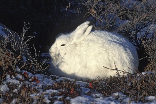 Arctic hare (Lepus arcticus), taking cover, snow, Churchill, Canada
