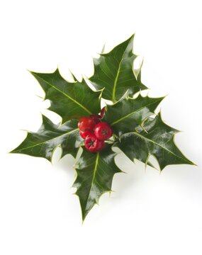Holly leaves (Ilex), Christmas decoration with red berries against a white background