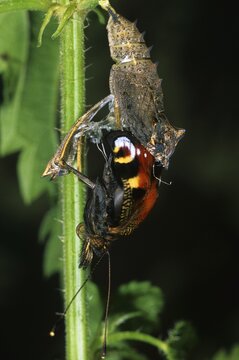 European Peacock (Inachis io)