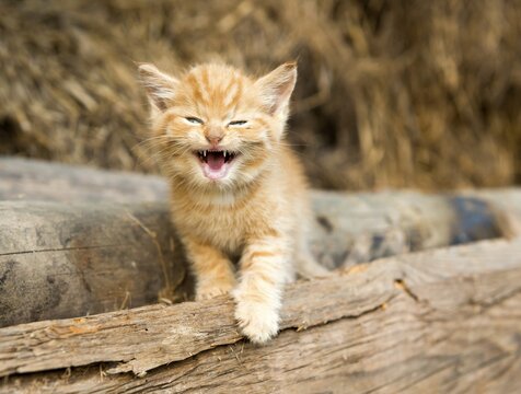 Small stripy cat (Felis silvestris catus), kitten meowing, Baden-W&uuml;rttemberg, Germany