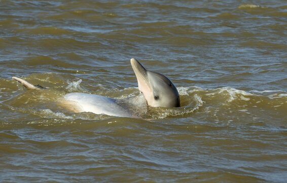 Guiana dolphin (Sotalia guianensis) in Suriname river near Paramaribo, Suriname