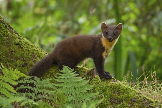 European pine marten (Martes martes) adult on a tree root, Scotland, United Kingdom