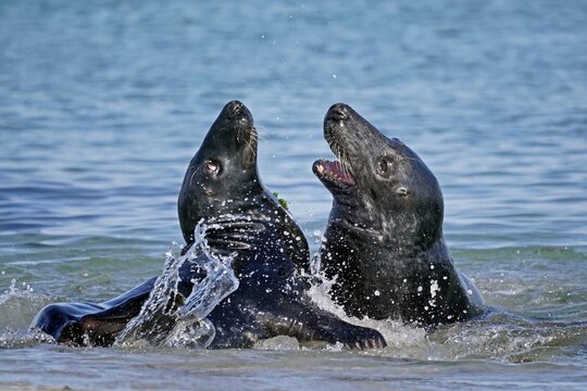 Two Grey seals (Halichoerus grypus) fighting in shallow water, Helgoland, Schleswig-Holstein, Germany
