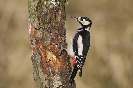 Great spotted woodpecker (Dendrocopos major), female on tree, Allg&auml;u, Bavaria, Germany