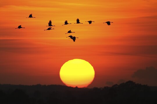 Migrating cranes (grus grus) in autumn in front of setting sun, Goldenstedter Moor, bird migration, Oldenburger M&uuml;nsterland, Lower Saxony, Germany