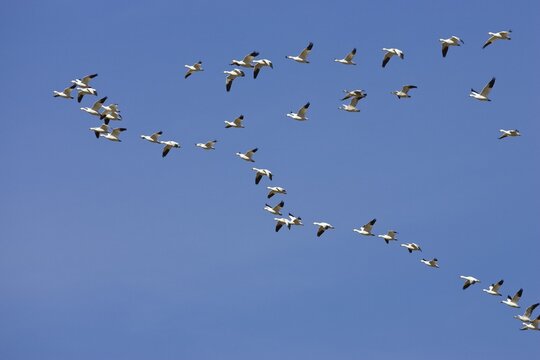 Snow Geese (Anser caerulescens atlanticus, Chen caerulescens) flying, wedge formation, formation flight, Bosque del Apache Wildlife Refuge, New Mexico, USA, North America