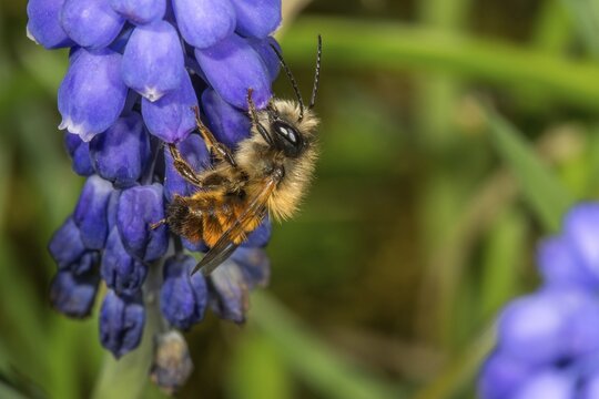 Rusty mason bee (Osmia bicornis) on grape hyacinth (Muscari armeriacum), Baden- W&uuml;rttemberg, Germany