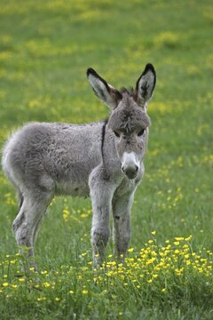 Miniature donkey foal (Equus asinus f. asinus), Kaposv&aacute;r, Southern Transdanubia, Hungary