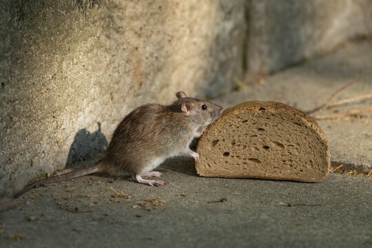 Brown rat (Rattus norvegicus) sniffs on bread, Thuringia, Germany