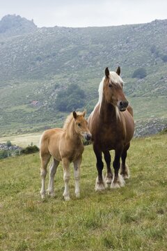 Haflinger horse with foal in the mountains, Cevennes, France, Europe