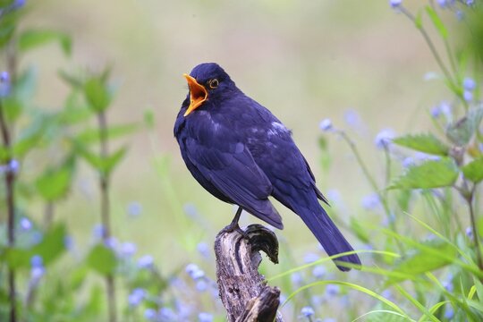 Blackbird (Turdus merula ) Male with open beak sings, sitting on a root, Germany