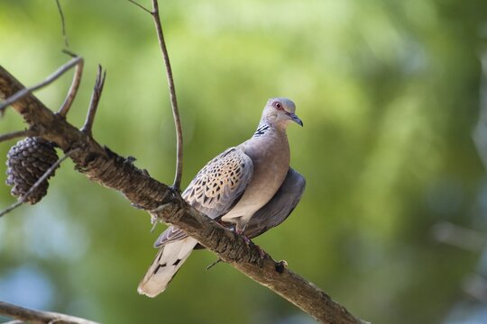 Turtle-dove (Streptopelia turtur), Croatia