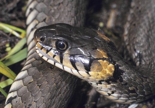 Grass Snake (Natrix natrix ) family vipers (Colubridae) portrait