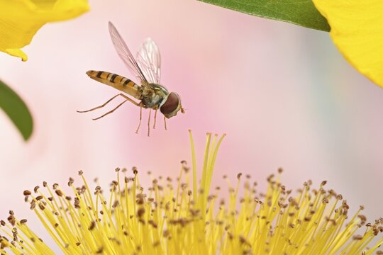 Marmalade hoverfly (Episyrphus balteatus) flies to a flower of rose-of-sharon (Hypericum calycinum)