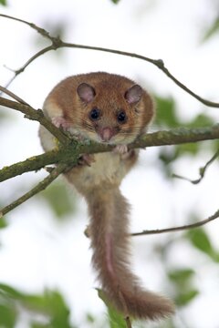 Edible dormouse or fat dormouse (Glis glis) perched on the branch of a tree, Solms, Hesse, Germany, Europe