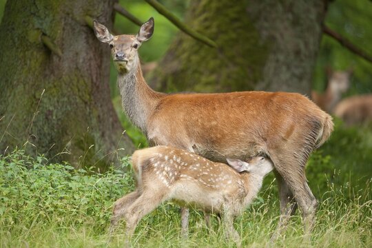 Red Deer (Cervus elaphus), hind with suckling fawn, captive, Bavaria, Germany