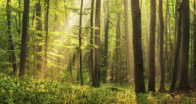 Light-flooded natural beech forest, sun shining through morning mist, Hohe Schrecke mountain range, Thuringia, Germany