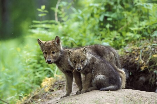 Wolf (Canis lupus) pups at den, North America