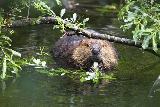American Beaver (Castor canadensis) eating willow leaves, Alaska, USA, North America