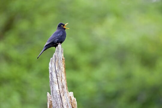 Blackbird (Turdus merula) male singing, Hesse, Germany