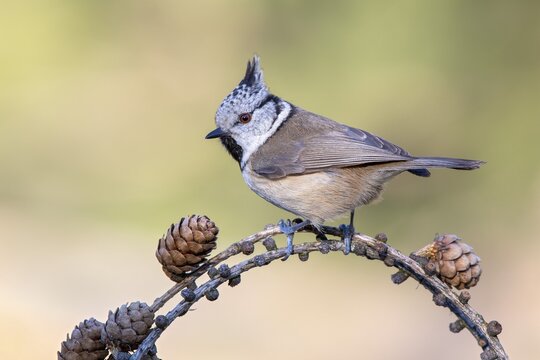 Crested tit (Parus cristatus), sitting on a branch, Tyrol, Austria