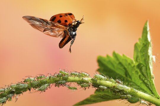Asian lady beetle (Harmonia axyridis), in flight, aphids, Germany