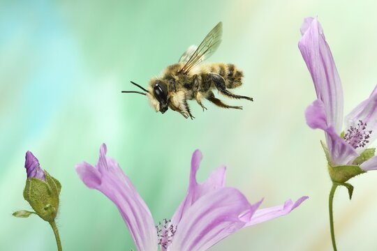 Large Willughby's Leafcutter (Megachile willughbiella) in flight on the flower of Common chicory (Cichorium intybus), Germany