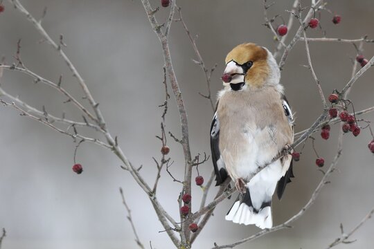 Hawfinch (Coccothraustes coccothraustes) with fruit of the vibrunum bush (Viburnum sp.) in its beak, Germany, Bavaria, Allgaeu, Allg&auml;u, Swabia, Bavaria, Germany