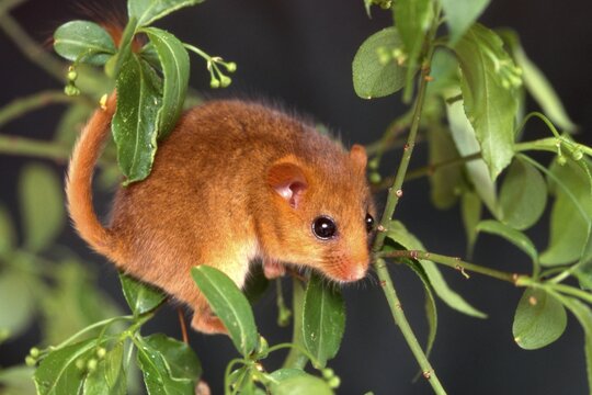 Hazel Dormouse (Muscardinus avellanarius), Schwaz, Tyrol, Austria, Europe
