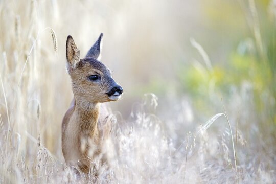 Close-up, european roe deer (Capreolus capreolus), fawn standing at the edge of a field, fawn, game, meadow, outside, Saxony-Anhalt, Germany