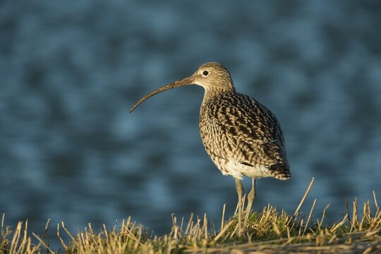 Eurasian curlew (Numenius arquata), Texel, North Holland, Netherlands