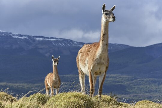 Guanacos (Lama guanicoe) on a ridge, Tamango National Reserve National Park, at Cochrane, Patagonia, Chile