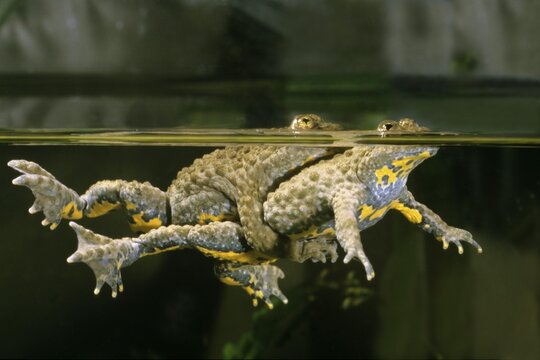 Yellow-bellied toad (Bombina variegata), side view of a pair in water