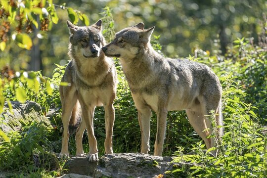 Two European Gray wolves (canis lupus) sniff each other, captive, France