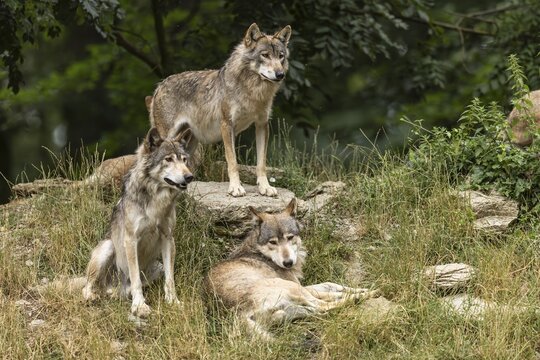 Algonquin wolf (Canis lupus lycaon), wolf, American wolf, wolf pack on a hill, Germany