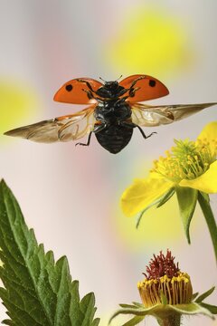 Seven-spott ladybird (Coccinella septempunctata ) flies on the flower of the Potentilla intermedia (Potentilla intermedia), Germany