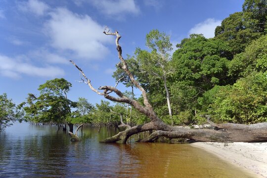 Tree trunk of a giant rainforest trees lying on the banks of the Amazon and Rio Solim&otilde;es, Mamirau&aacute; Sustainable Development Reserve in Tefe, Amazonas, Brazil