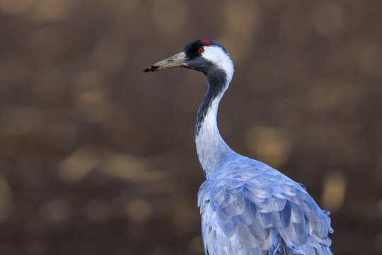 Close-up of a crane with a distinctive red head against a brown background, crane (Grus grus) wildlife, Western Pomerania Lagoon Landscape National Park, Zingst, Mecklenburg-Western Pomerania, Germany