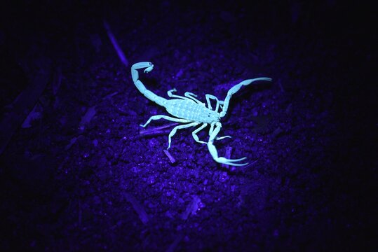 Malagasy scorpion under UV light, rain forests of the island of Nosy Mangabe, Madagascar
