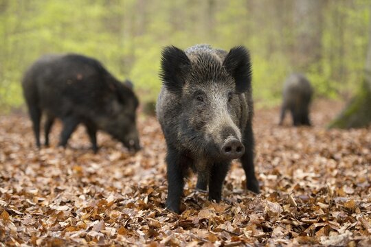 Wild boar (Sus scrofa), sows in springtime, forest, captive, North Rhine-Westphalia, Germany