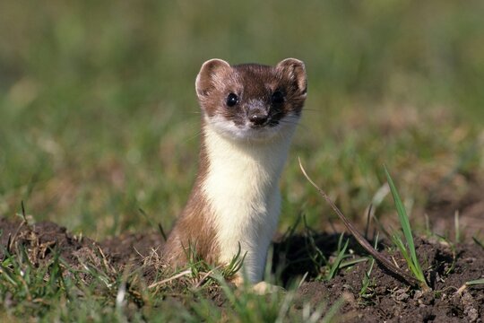 Ermine or Stoat or Short-tailed Weasel (Mustela erminea) in its summer coat
