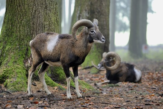 European mouflon (Ovis orientalis musimon), captive, Bavaria, Germany