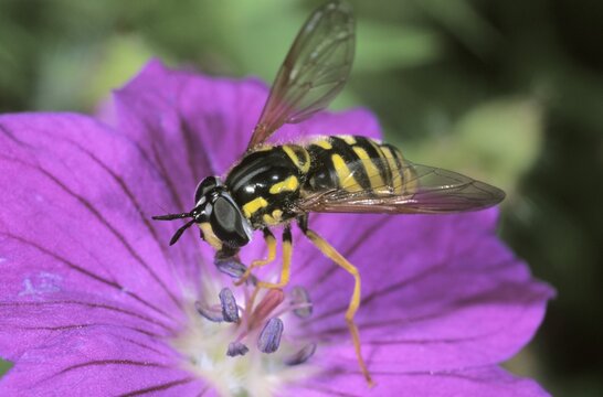 Hoverfly (Chrysotoxum intermedium) feeding on pollen from a Bloody Cranesbill
