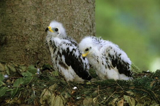 Two downy Honey Buzzard (Pernis apivorus) chicks in their nest
