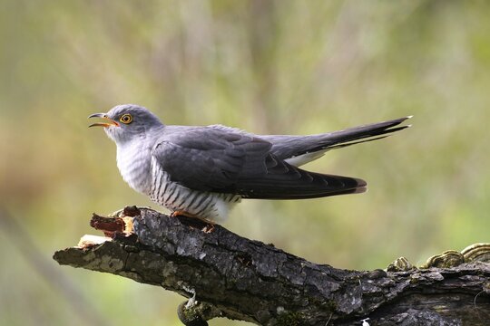 Cuckoo (Cuculus canorus), calling, Allg&auml;u, Bavaria, Germany
