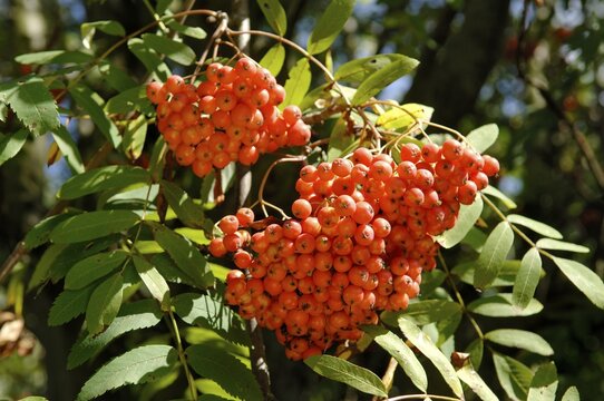 Ripe fruits of Sorbus aucuparia, Rowan, Mountain Ash
