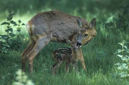 European Roe Deer (Capreolus capreolus) licking fawn